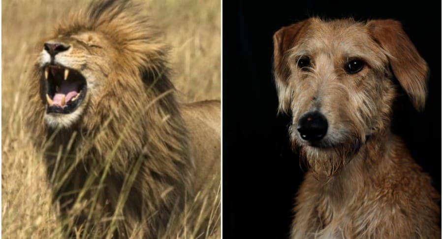 León y un perro. Pulzo.