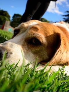 Perros abandonados en el municipio de Mosquera