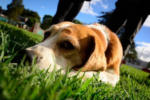Perros abandonados en el municipio de Mosquera