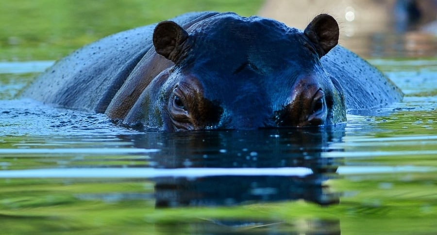 Hipopótamo Hacienda Nápoles