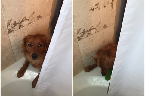 Perro mete su juguete a ducha. Pulzo.