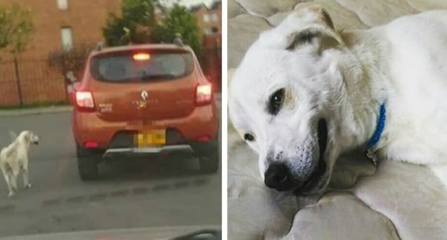 El perro abandonado fue rescatado por una nueva familia