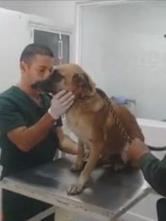 Perra maltratada en Dagua