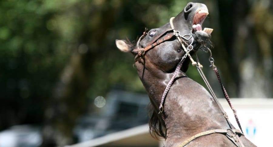 Horse Humping