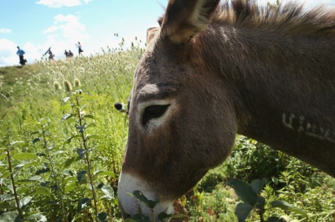 Burro. Pulzo.