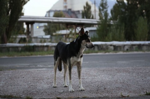 Perro callejero. Pulzo.