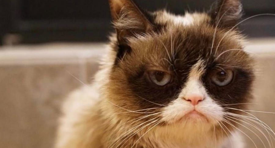 Grumpy cat (gata gruñona).