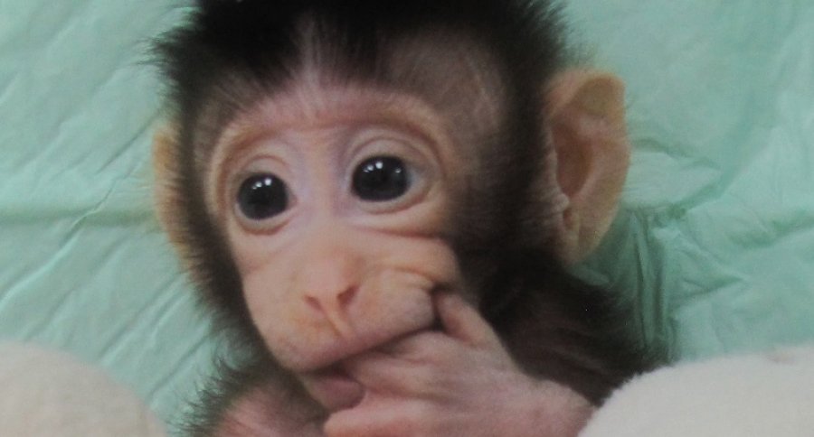 Primeros monos clonados