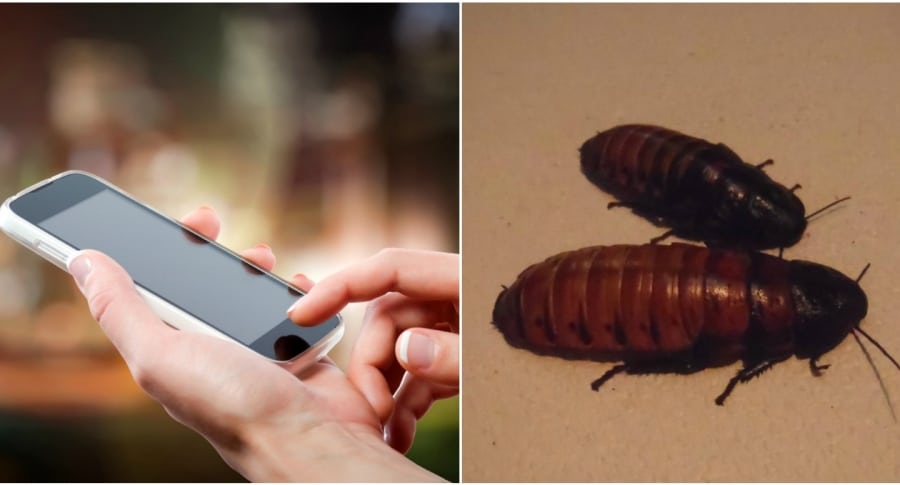 Mujer usando un celular, y dos cucarachas. Pulzo.