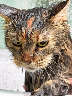 Gato en el baño. Pulzo.