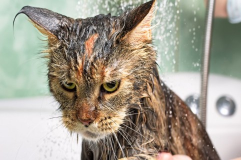 Gato en el baño. Pulzo.