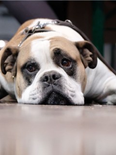 Abandono de perros