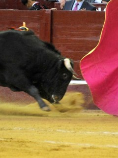Corridas de toros en Bogotá