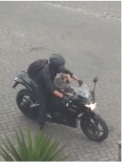 Perro acompaña a su dueño en una motocicleta en Bogotá. Pulzo.