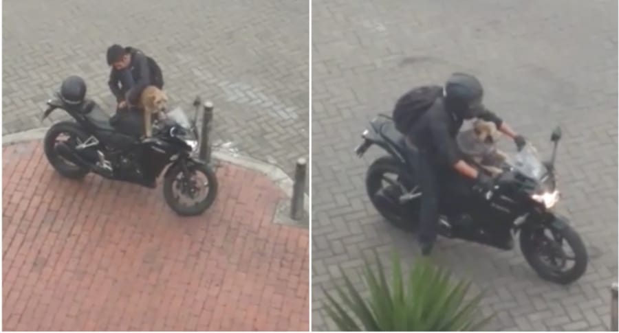 Perro acompaña a su dueño en una motocicleta en Bogotá. Pulzo.