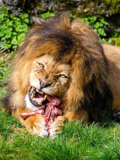 León