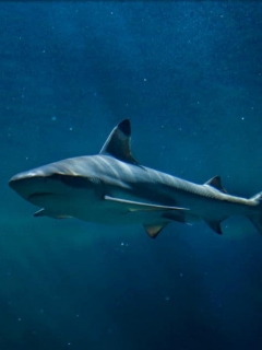 Tiburón.