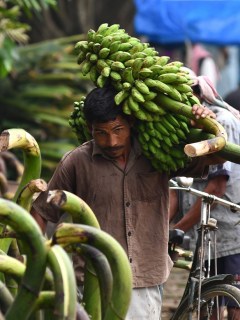 Trabajador bananero