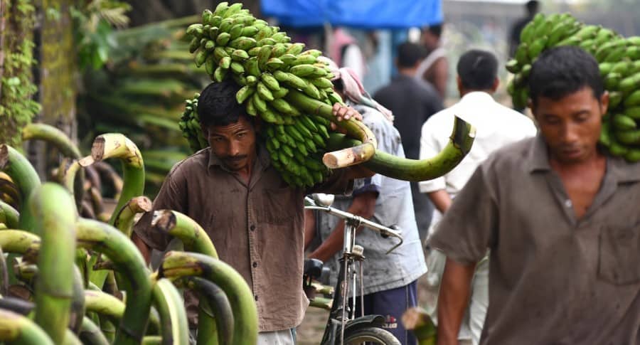 Trabajador bananero