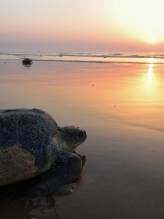 Tortuga en playa