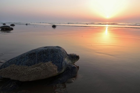 Tortuga en playa