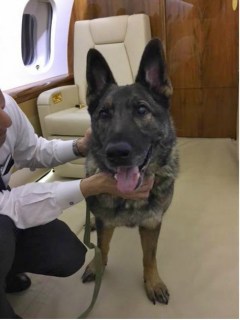 Perro que terminó por error en Japón.