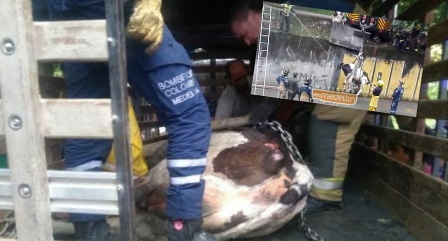 Rescate a vaca en Medellín