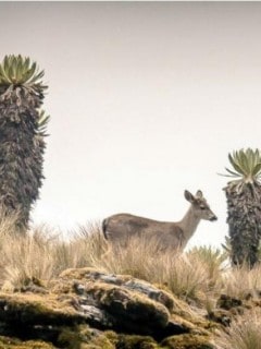 Venado de cola blanca