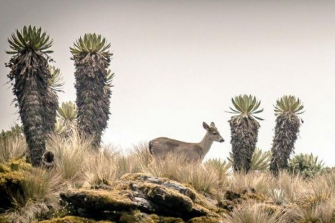 Venado de cola blanca