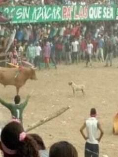 Perro en corralejas
