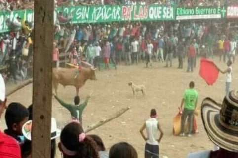 Perro en corralejas