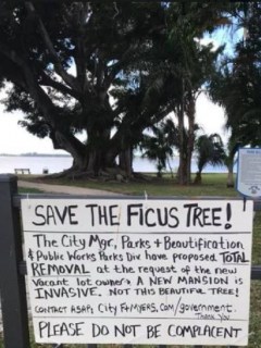 El ficus amenazado
