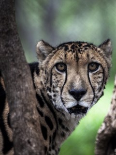 Chita
