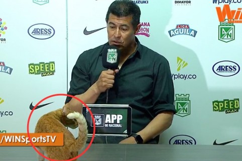 Gato en rueda de prensa de Nacional