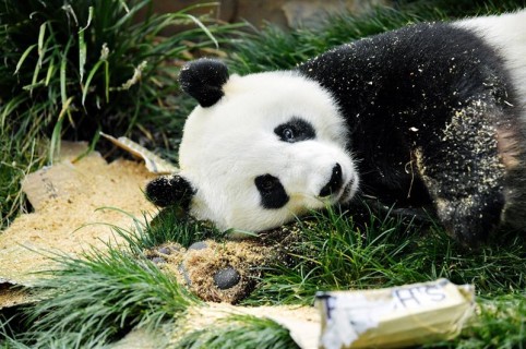 Oso panda