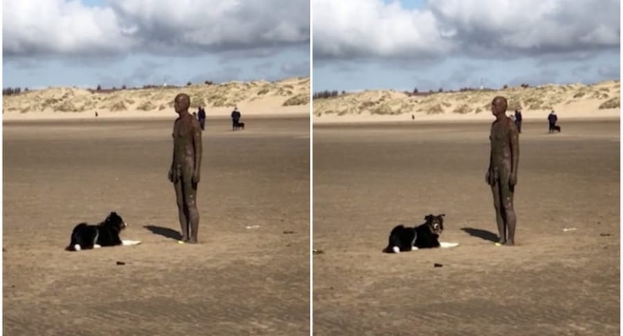 Perro intenta jugar con una estatua.