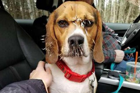 Perro con espinas de puercoespín.