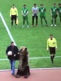 Oso en partido de fútbol