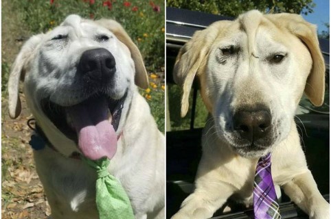 Perro con deformidad en la cara.