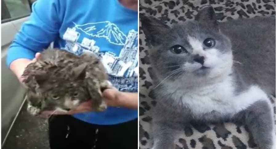 Gata viajó debajo de un carro.