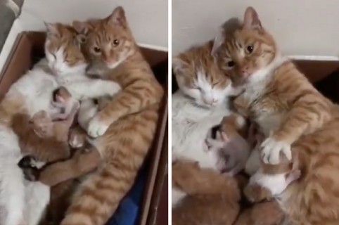 Gatos cuidando sus hijos