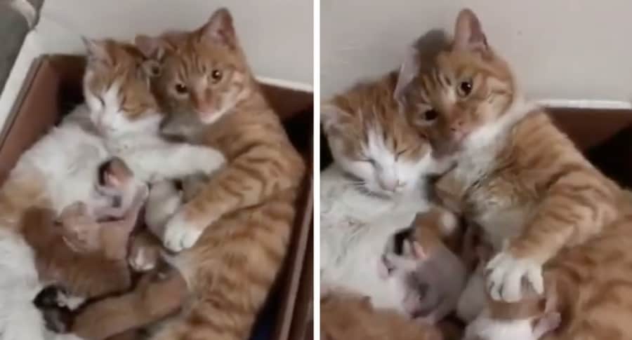 Gatos cuidando sus hijos