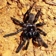 Araña