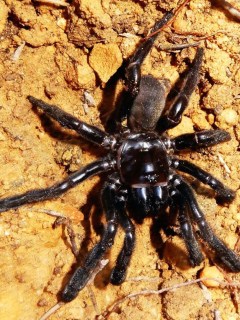 Araña