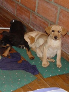 Cachorros rescatados después de que les implantaran heroína líquida