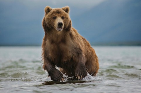 Oso.