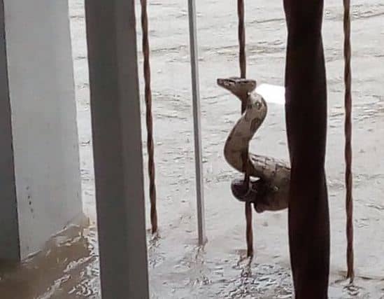 Boa constrictor
