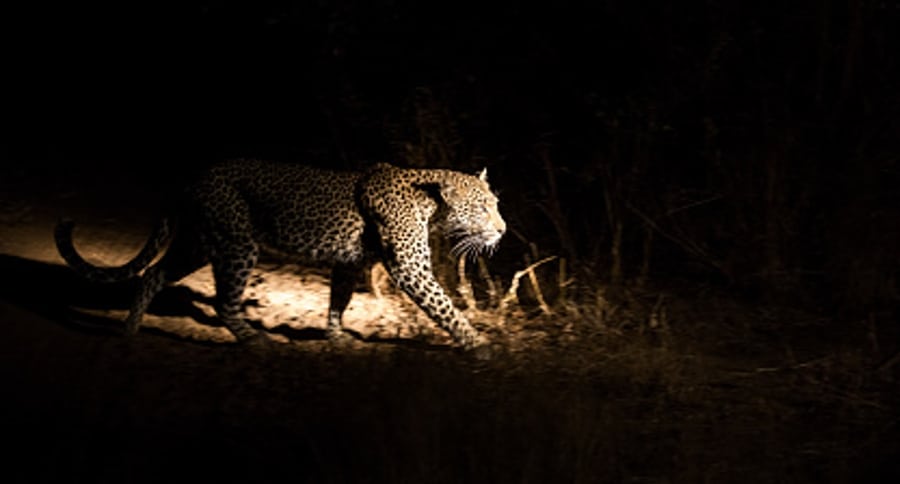 Leopardo