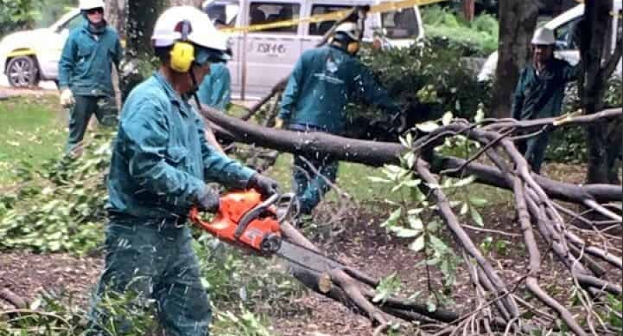 Tala de árboles en Parque El Virrey