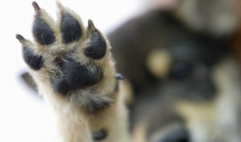 Pata de perro.